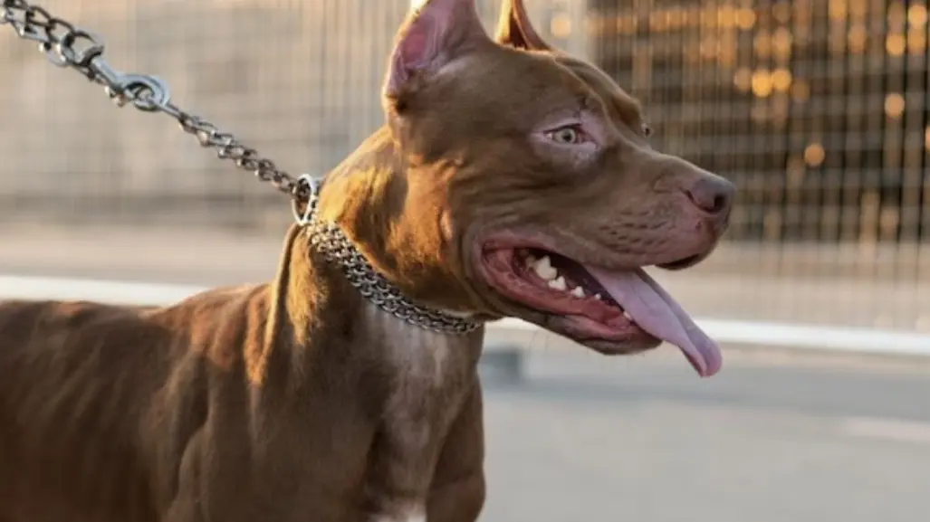 Perros Pitbull atacan a su dueño en Santa María la Ribera; se reporta grave