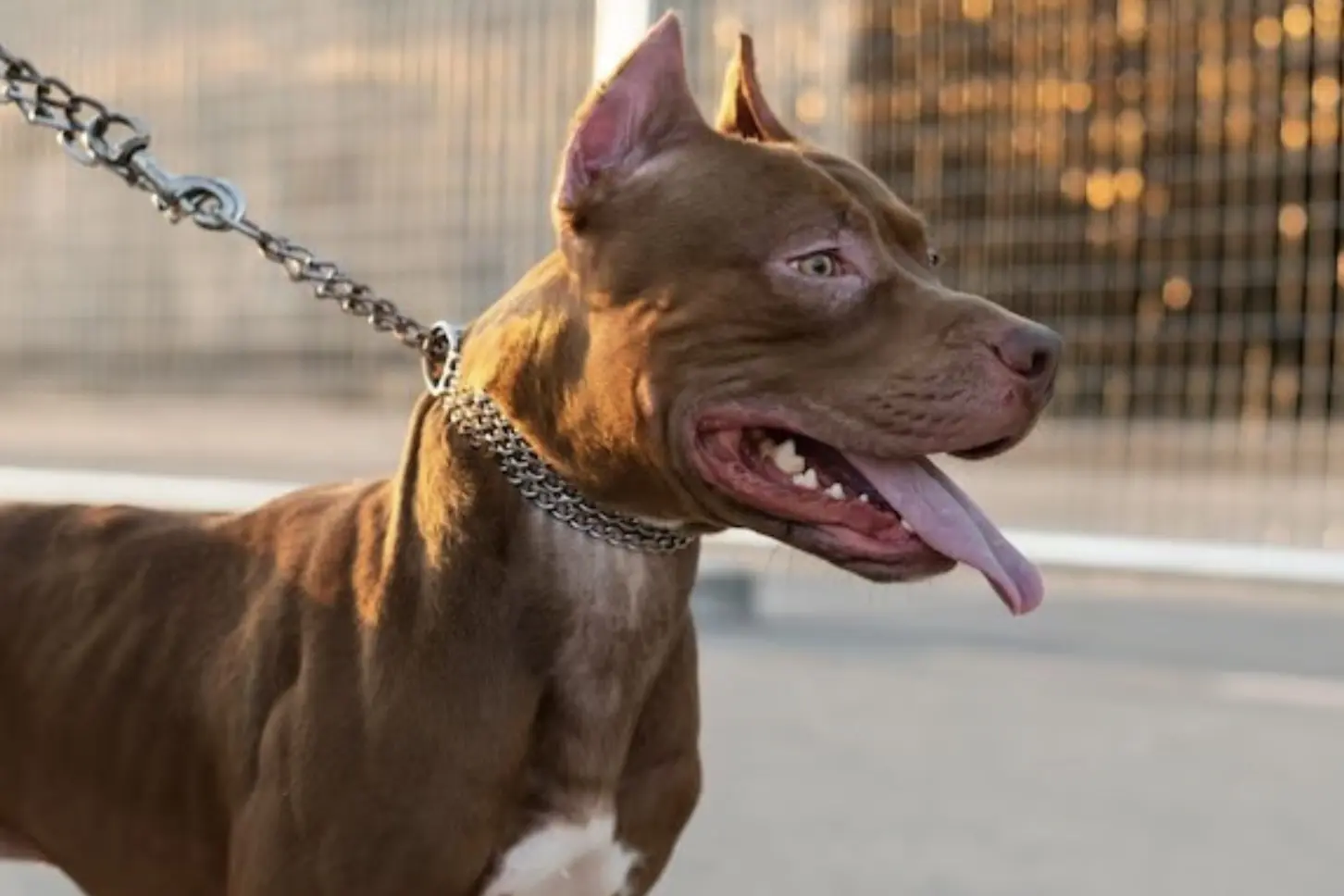 Imagen ilustrativa perro Pitbull. Foto: Freepik