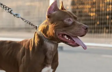 Perros Pitbull atacan a su dueño en Santa María la Ribera; se reporta grave