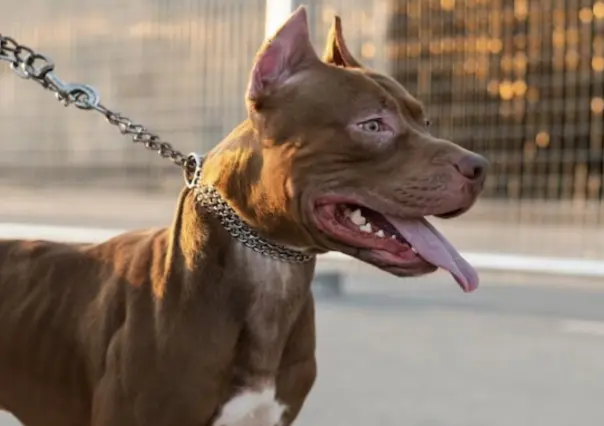 Perros Pitbull atacan a su dueño en Santa María la Ribera; se reporta grave