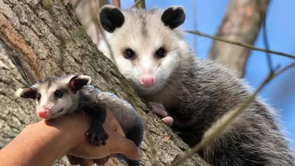 La razón por la que NO debes dañar al animal nativo de Durango que es el único marsupial mexicano