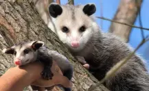 La razón por la que NO debes dañar al animal nativo de Durango que es el único marsupial mexicano