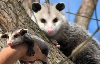 La razón por la que NO debes dañar al animal nativo de Durango que es el único marsupial mexicano