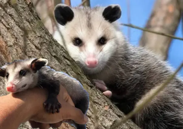 La razón por la que NO debes dañar al animal nativo de Durango que es el único marsupial mexicano