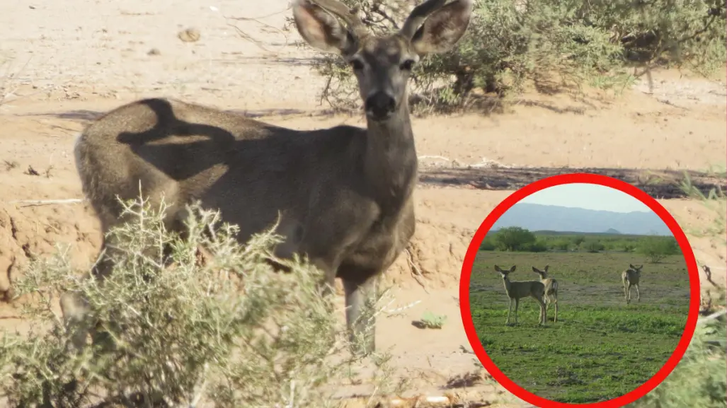 El venado bura, miembro de la fauna nativa de Durango del que casi nadie habla