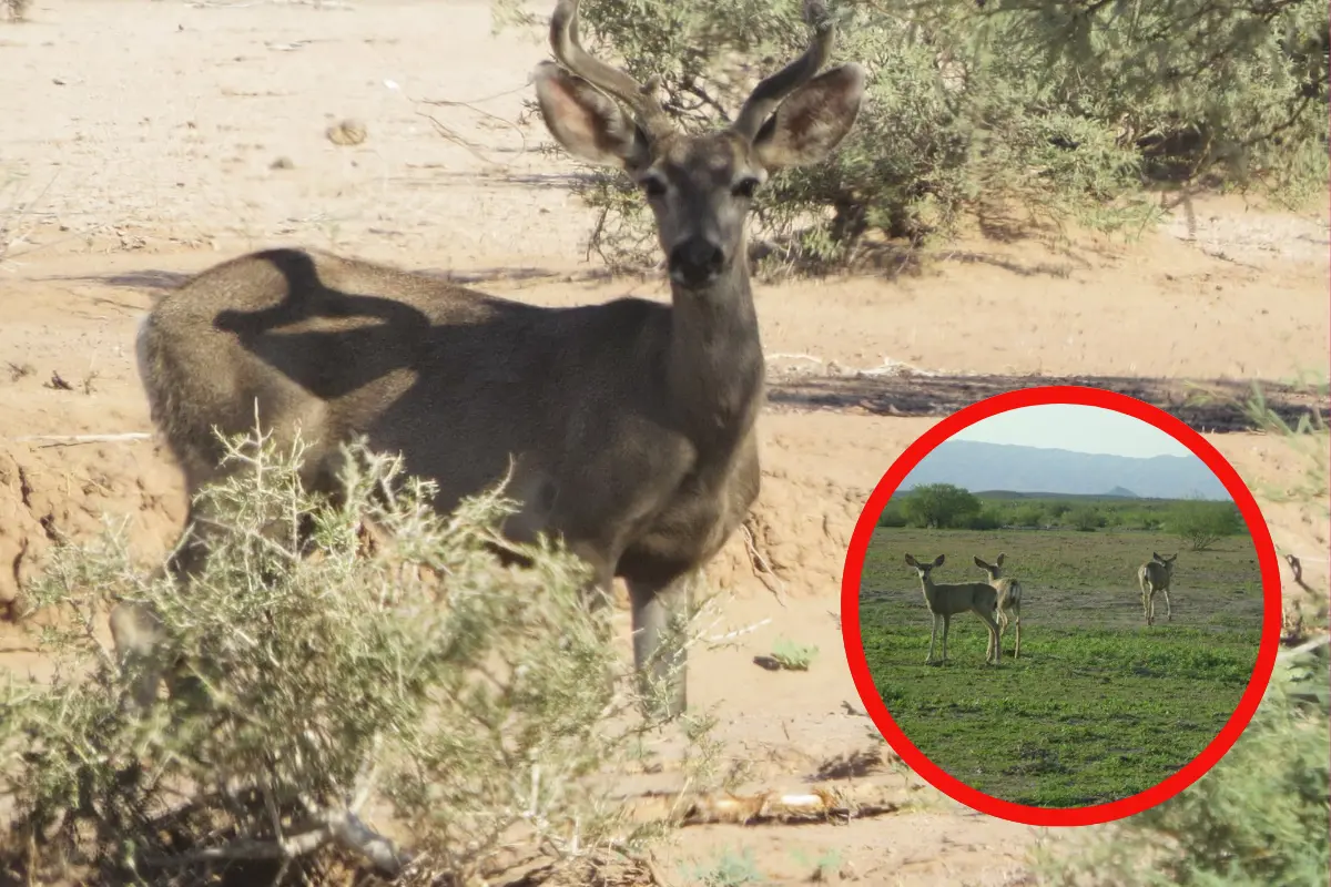 El venado bura vive en la zona del semidesierto de Durango. Foto: Reserva de la Biósfera de Mapimí.