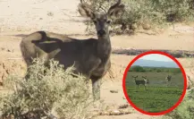El venado bura, miembro de la fauna nativa de Durango del que casi nadie habla