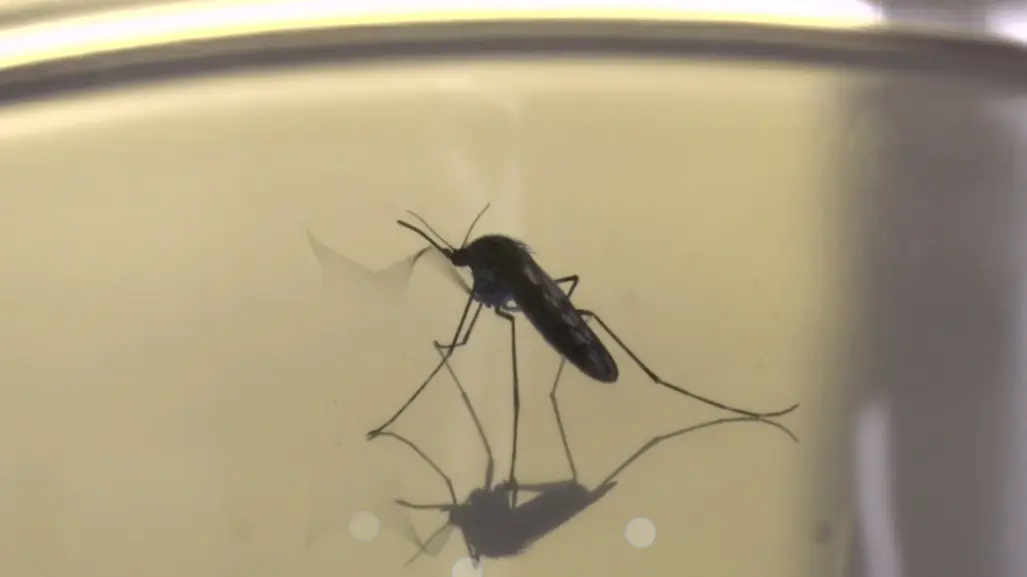 Dengue en Durango: este es el total de casos hasta la mitad de mayo de 2025