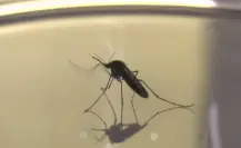 Dengue en Durango: este es el total de casos hasta la mitad de mayo de 2025