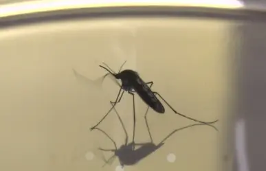 Dengue en Durango: este es el total de casos hasta la mitad de mayo de 2025