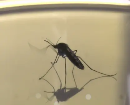 Dengue en Durango: este es el total de casos hasta la mitad de mayo de 2025