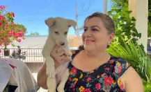 Perrito de tres meses perdió una patita y ahora solo quiere un hogar en Mérida