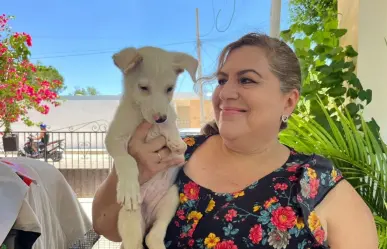 Perrito de tres meses perdió una patita y ahora solo quiere un hogar en Mérida