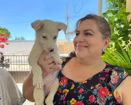 Perrito de tres meses perdió una patita y ahora solo quiere un hogar en Mérida