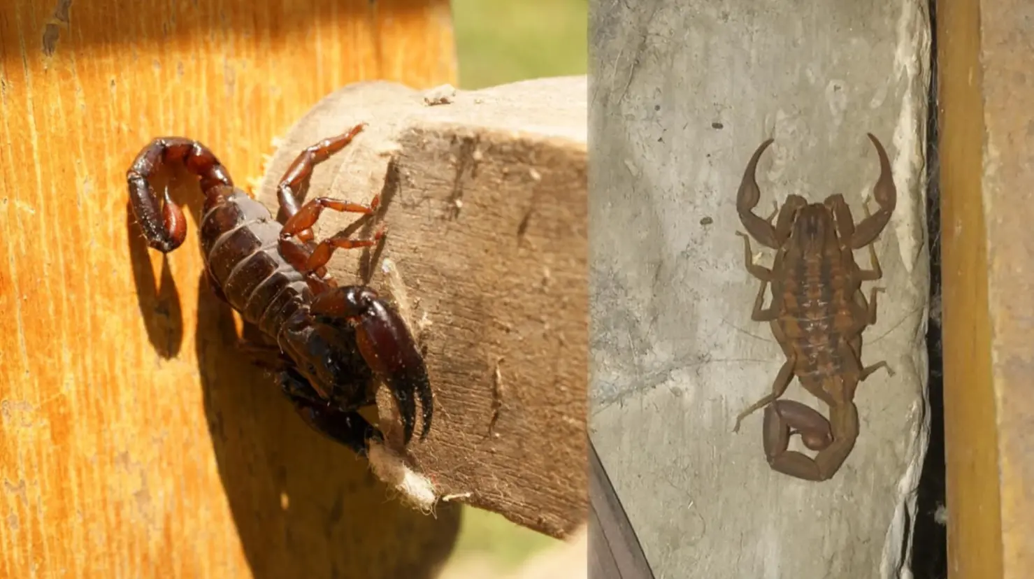 Foto: Pixabay/ Facebook/ Arañas de México | Durango es famoso por sus alacranes, pero ¿Es la entidad en dónde se registran más picaduras en México?
