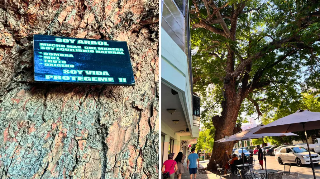 El árbol más antiguo de La Paz guarda una oscura leyenda de brujería
