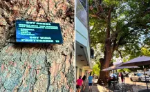El árbol más antiguo de La Paz guarda una oscura leyenda de brujería