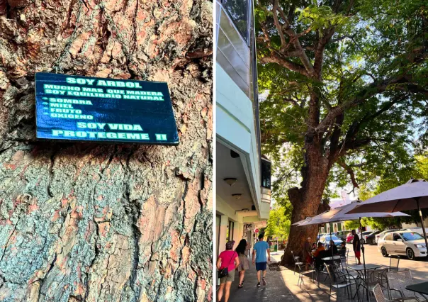 El árbol más antiguo de La Paz guarda una oscura leyenda de brujería