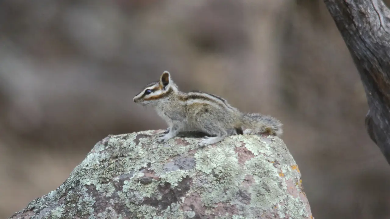 Un tierno y pequeño animal nativo de Durango se encuentra en los bosques. Foto: Conabio.