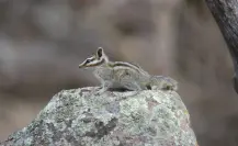 El tierno y pequeño animal nativo de Durango considerado especie emblemática, ¿lo conoces?