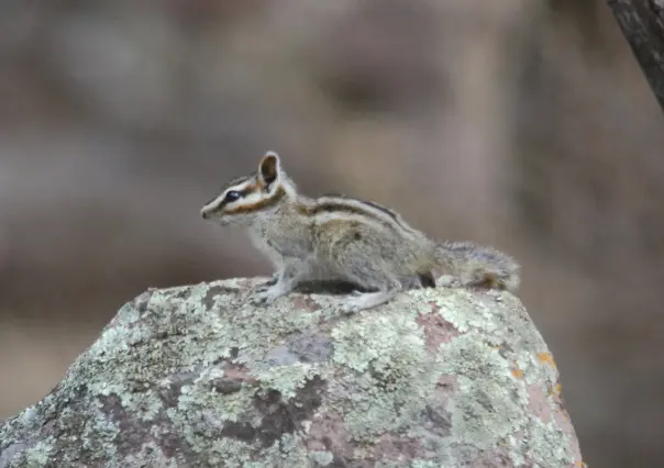 El tierno y pequeño animal nativo de Durango considerado especie emblemática, ¿lo conoces?