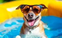 4 consejos para proteger a tus mascotas del calor según Gobierno de Tamaulipas 