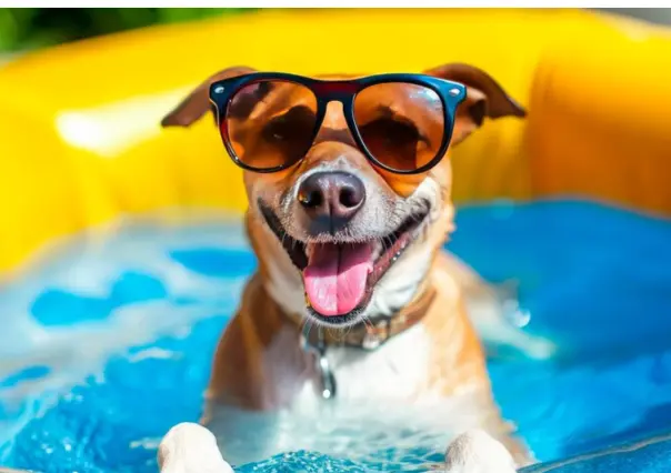 4 consejos para proteger a tus mascotas del calor según Gobierno de Tamaulipas 
