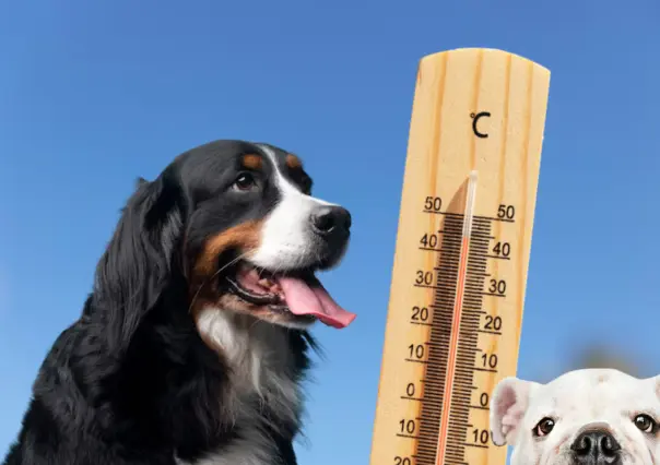 Ola de calor 2025:  4 consejos para evitar golpe de calor en tus mascotas
