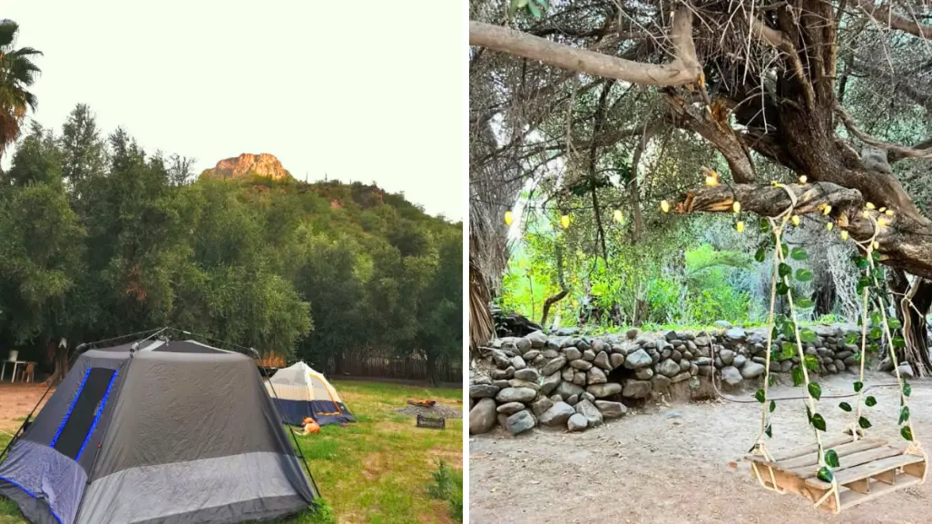 Huerta El Olivar: así es el hospedaje rústico junto al olivo de 300 años en San Javier