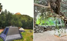 Huerta El Olivar: así es el hospedaje rústico junto al olivo de 300 años en San Javier