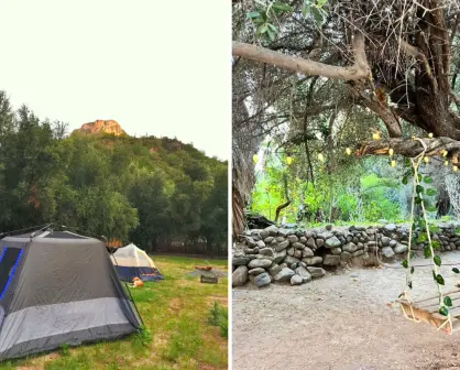 Huerta El Olivar: así es el hospedaje rústico junto al olivo de 300 años en San Javier