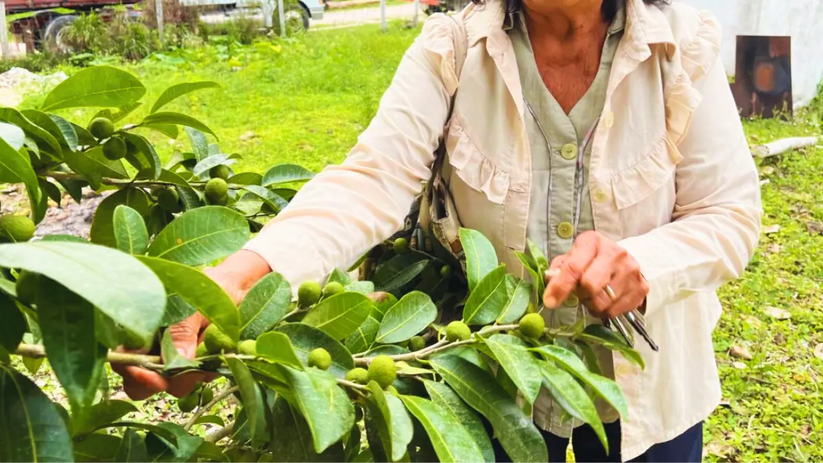 Este pequeño fruto es rico en proteínas y antioxidantes Foto: Mongabay