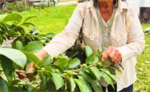 El fruto que se da en Yucatán con más proteína que el maíz y más calcio que la leche