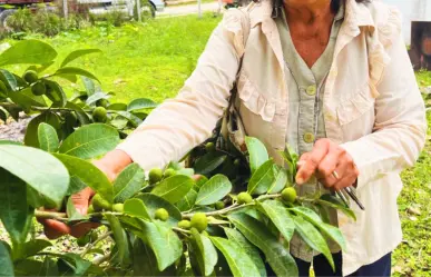 El fruto que se da en Yucatán con más proteína que el maíz y más calcio que la leche