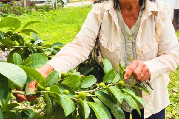 El fruto que se da en Yucatán con más proteína que el maíz y más calcio que la leche