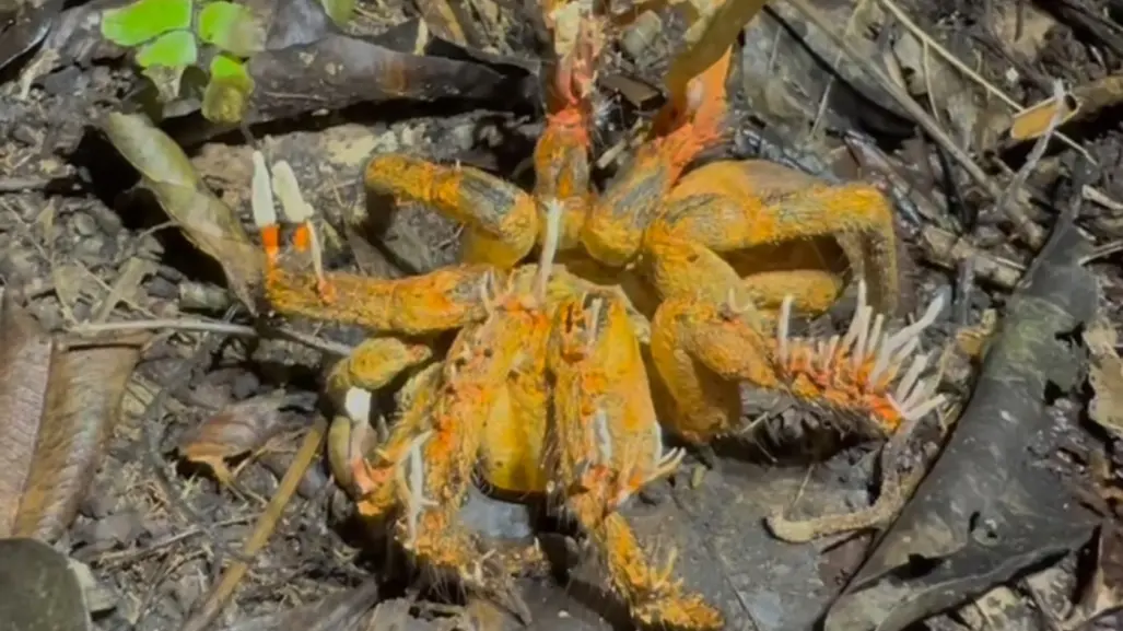 The Last Of Us, encuentran tarántula infectada con cordyceps, el hongo de la serie 