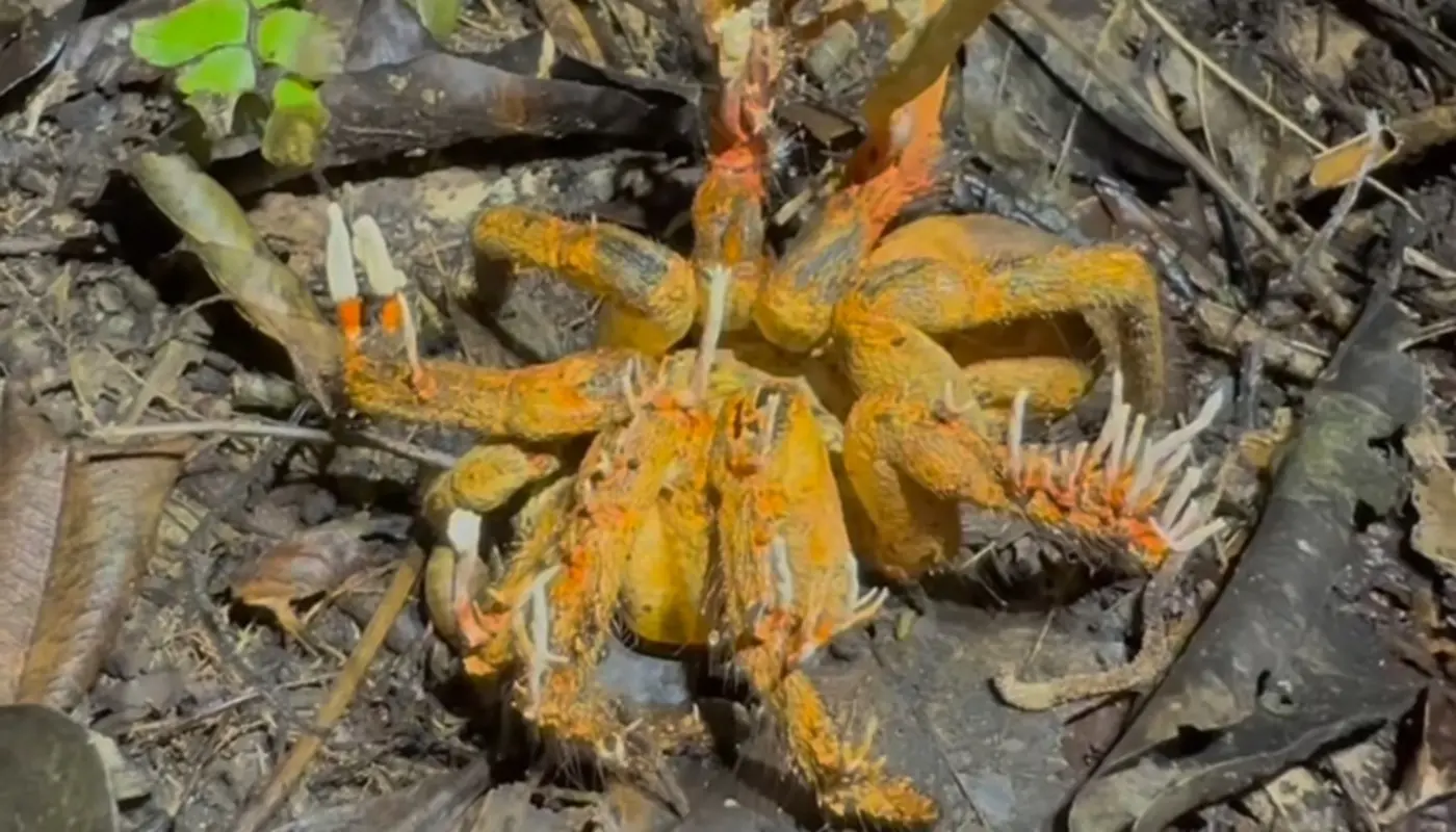 The Last Of Us, encuentran tarántula infectada con cordyceps, el hongo de la serie Foto: IG ChrisKetola