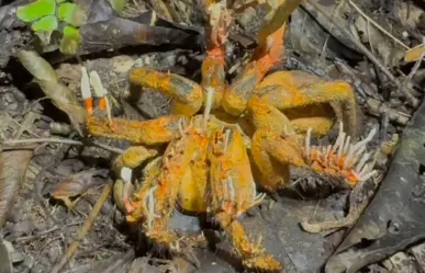 The Last Of Us, encuentran tarántula infectada con cordyceps, el hongo de la serie 