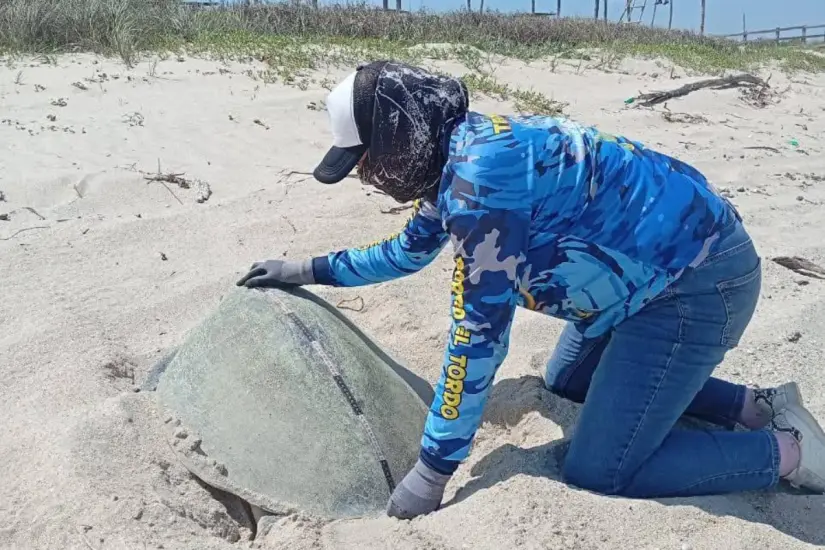 En Aldama se concentra el mayor porcentaje de tortugas Loras durante la temporada de desove. Foto: Carlos García