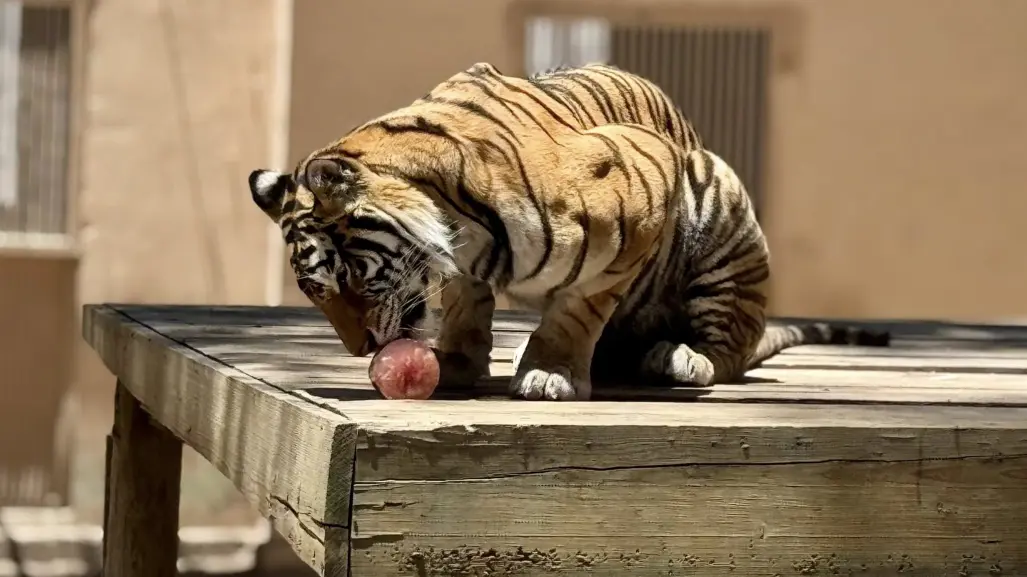 Helado para esta ola de calor; así consintieron a los animales del zoológico de Durango