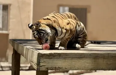 Helado para esta ola de calor; así consintieron a los animales del zoológico de Durango