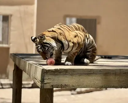 Helado para esta ola de calor; así consintieron a los animales del zoológico de Durango