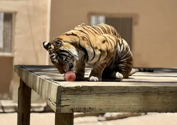 Helado para esta ola de calor; así consintieron a los animales del zoológico de Durango