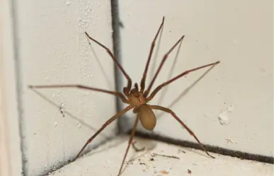 Araña violinista en Coahuila, cuenta Salud con antídoto ante picadura