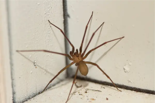 Araña violinista en Coahuila, cuenta Salud con antídoto ante picadura