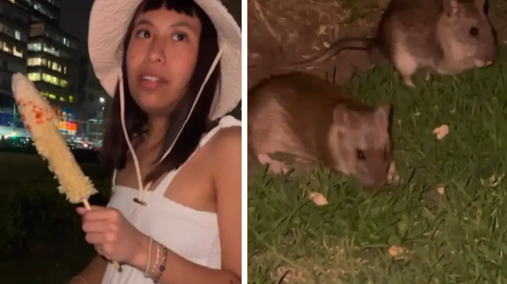 VIDEO | Influencer impacta alimentando ratas que habitan en los jardines del Palacio de Bellas Artes en CDMX