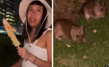 VIDEO | Influencer impacta alimentando ratas que habitan en los jardines del Palacio de Bellas Artes en CDMX