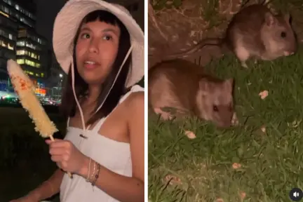 VIDEO | Influencer impacta alimentando ratas que habitan en los jardines del Palacio de Bellas Artes en CDMX VIDEO | Influencer impacta alimentando ratas que habitan en los jardines del Palacio de Bellas Artes en CDMX