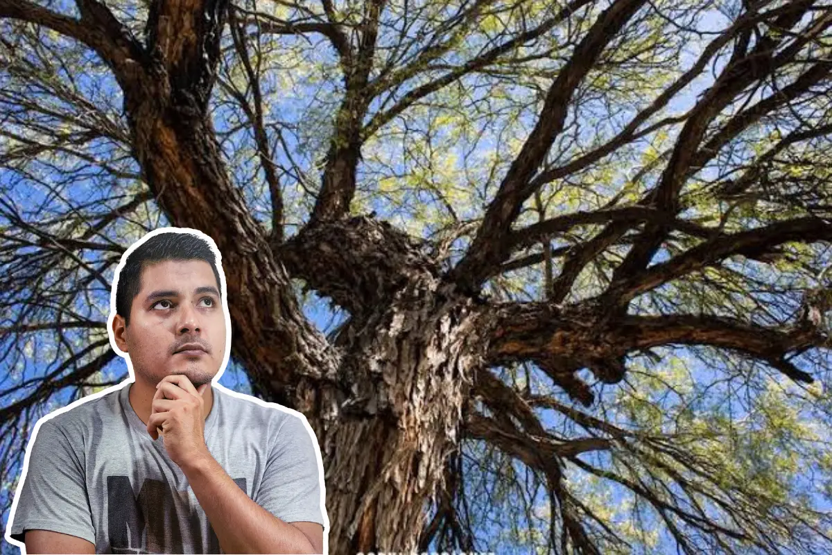 ¿El mezquite de Tamaulipas da fruto? Esto debes saber