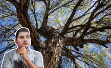 ¿El mezquite de Tamaulipas da fruto? Esto debes saber